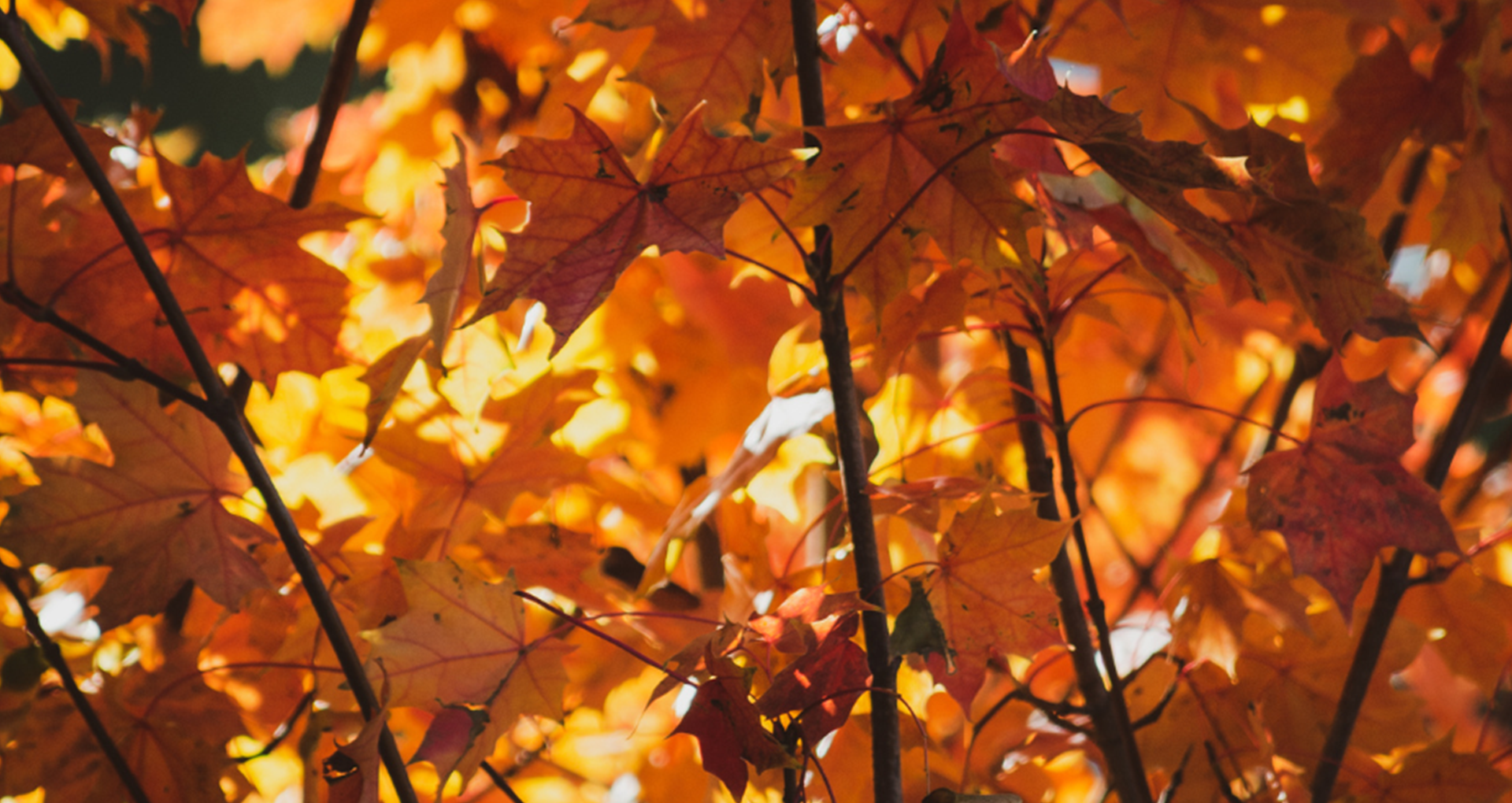 Seasonal Fall Flavours